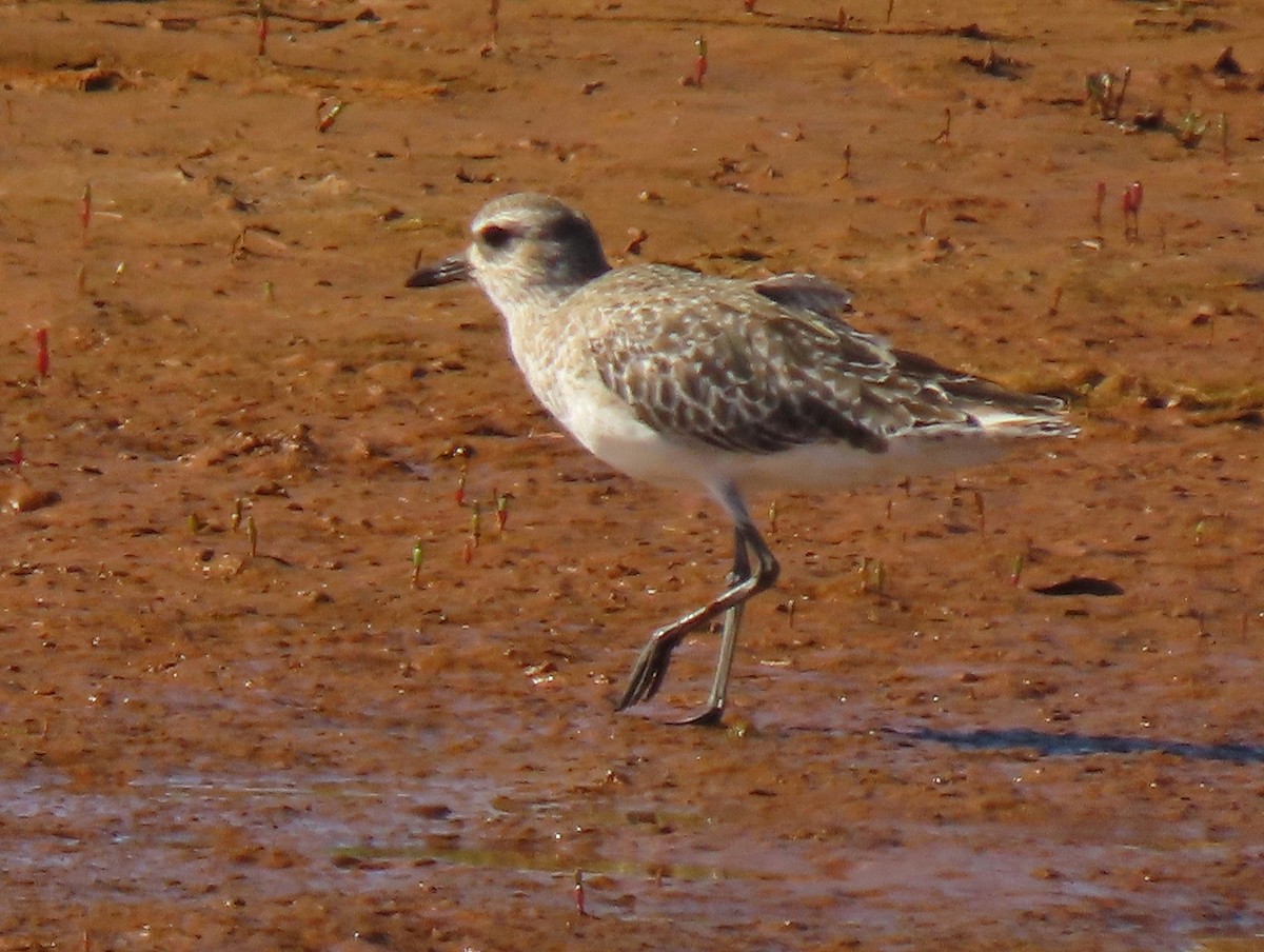 Black-bellied Plover - ML273616191