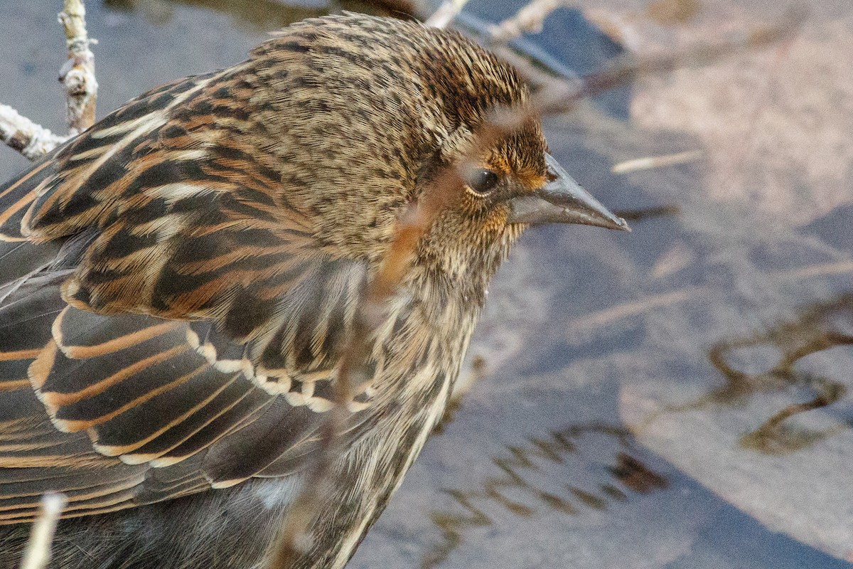 Red-winged Blackbird - ML273616771