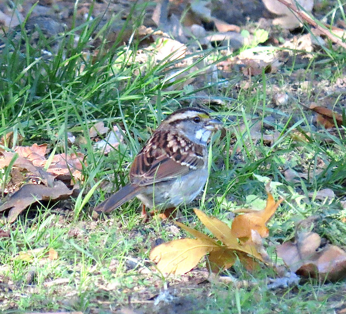 White-throated Sparrow - Jim Johnson