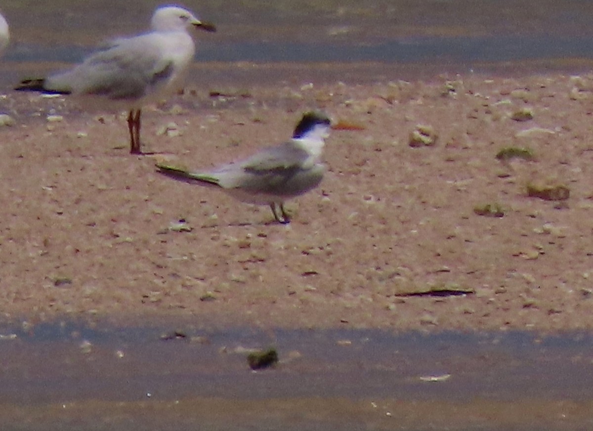 Lesser Crested Tern - Peter Taylor (ex Birding SW)