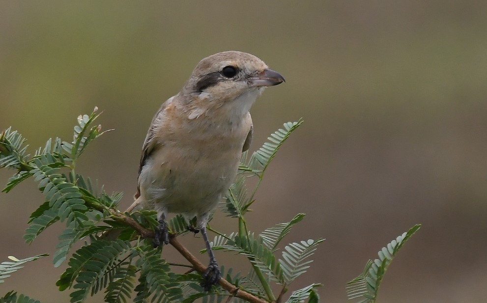 Isabelline Shrike - ML273617381