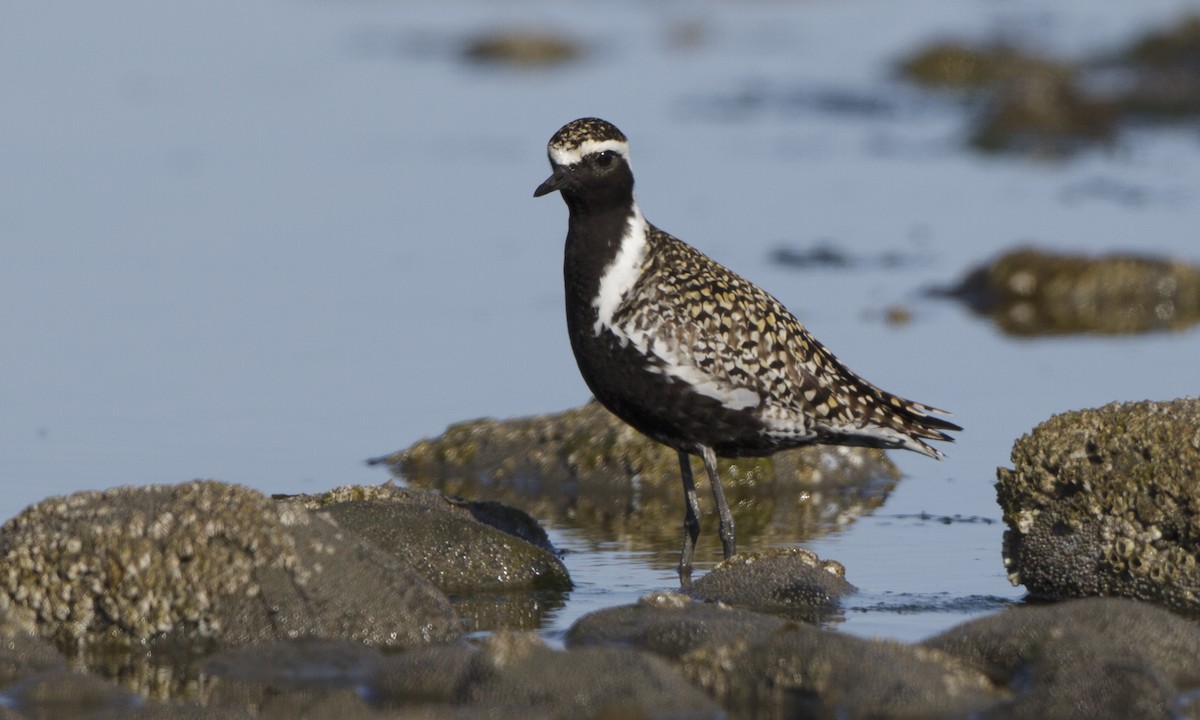 Pacific Golden-Plover - ML27361751