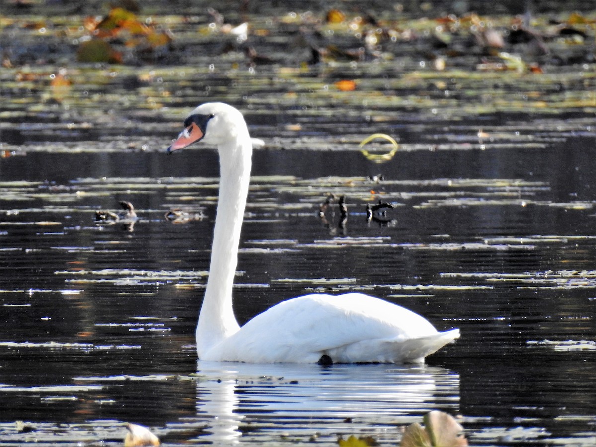 Mute Swan - Sara Gravatt-Wimsatt