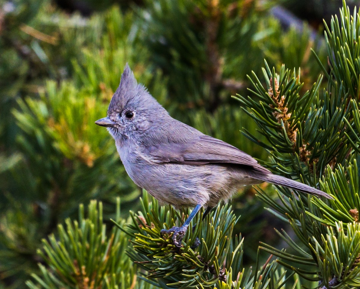 Juniper Titmouse - ML273617791