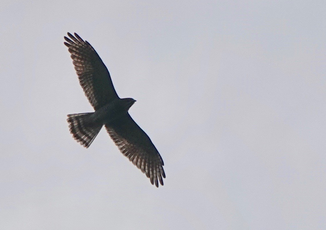 Gray-faced Buzzard - ML273617861