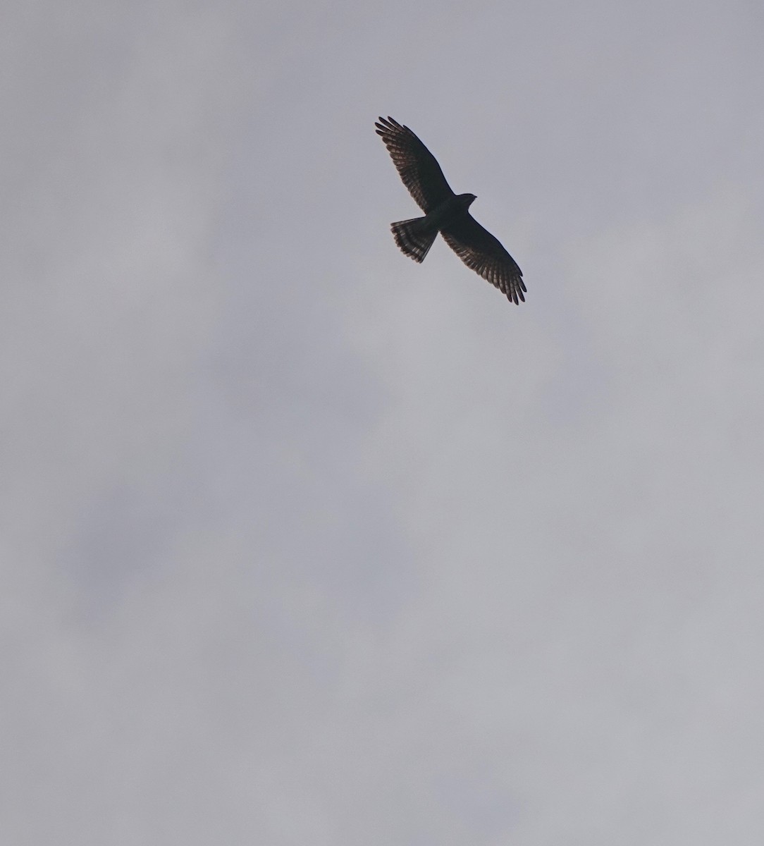 Gray-faced Buzzard - ML273617941