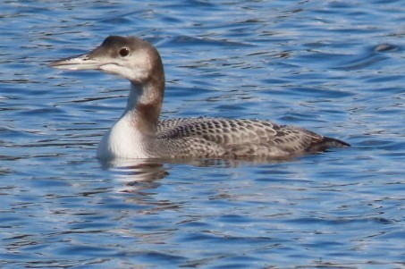 Common Loon - David Schmalz