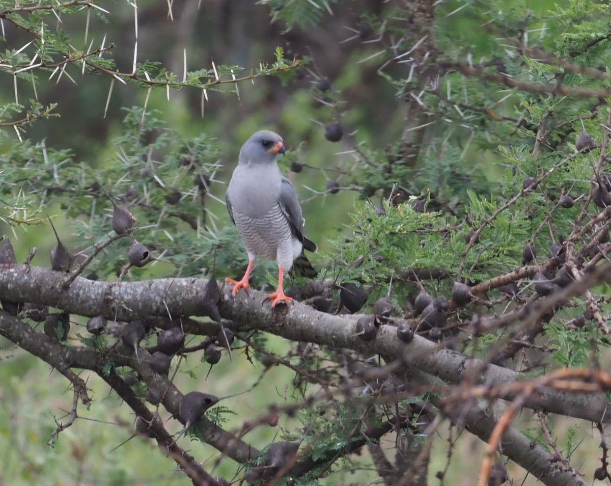 Gabar Goshawk - ML273618781