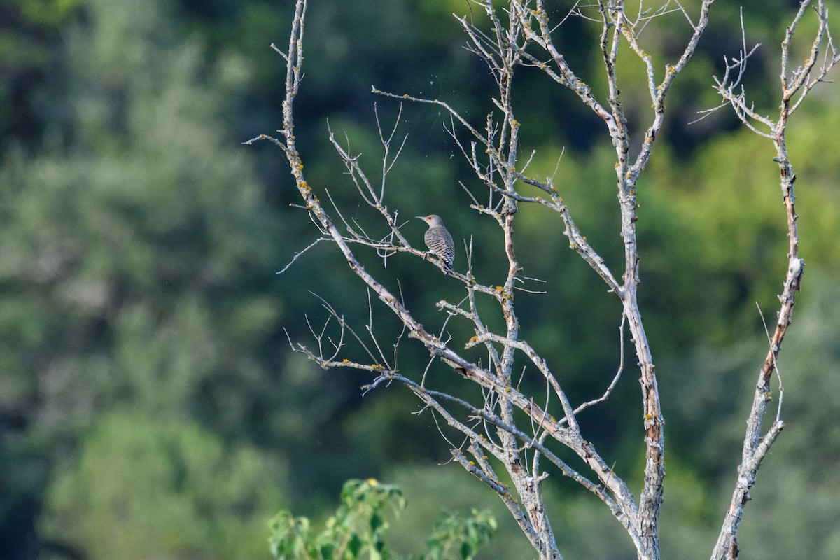 Northern Flicker - Ruben Torres