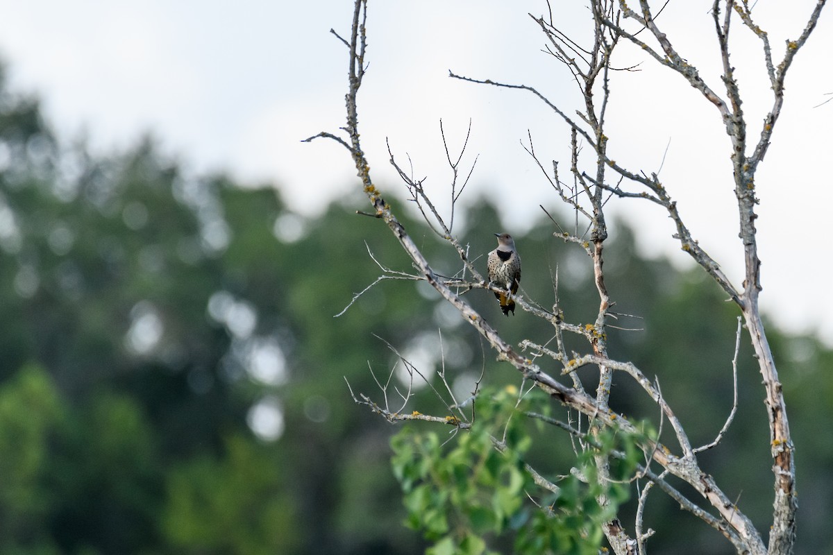 Northern Flicker - Ruben Torres