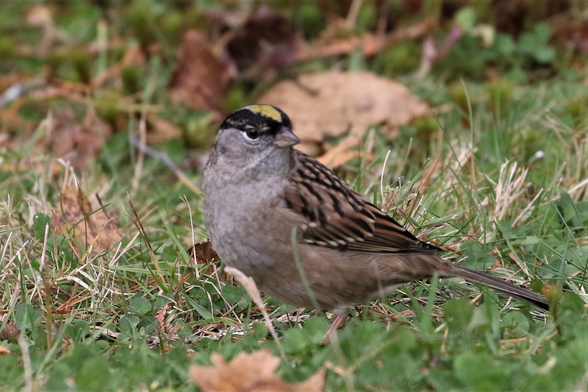 Golden-crowned Sparrow - ML273619811