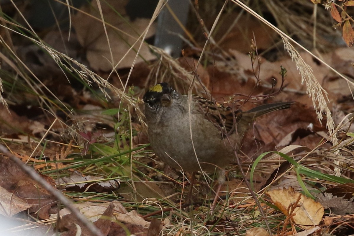 Golden-crowned Sparrow - ML273619931