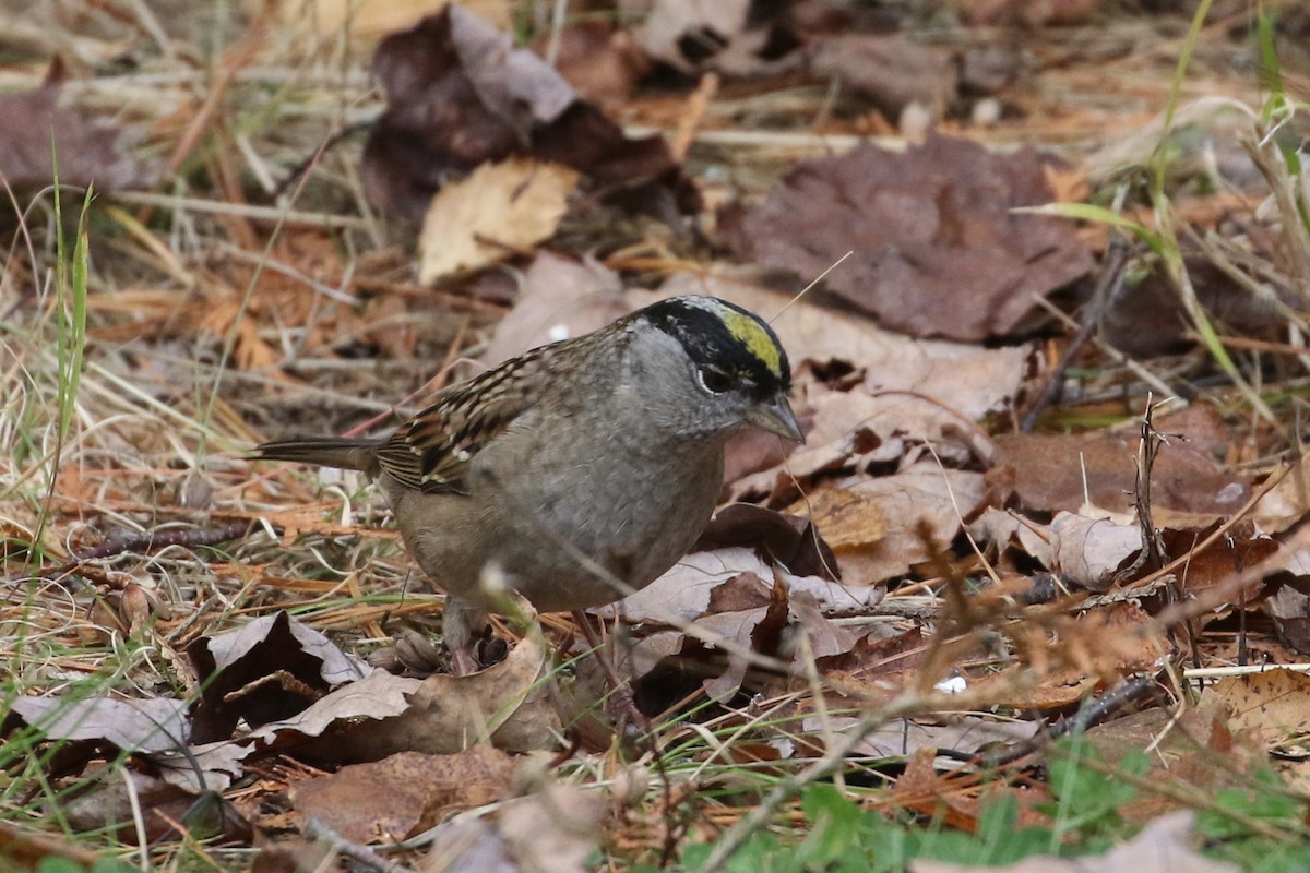 Golden-crowned Sparrow - Bob  Crowley