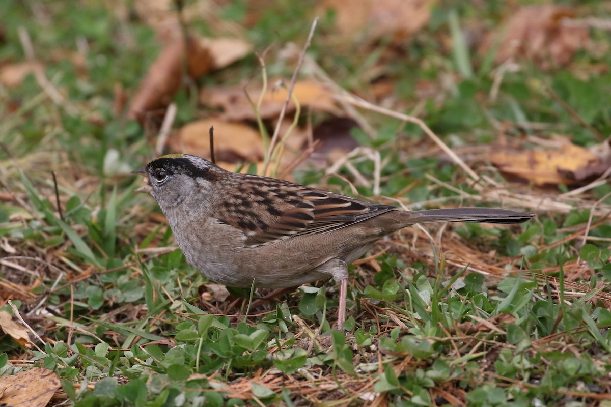 Golden-crowned Sparrow - Bob  Crowley