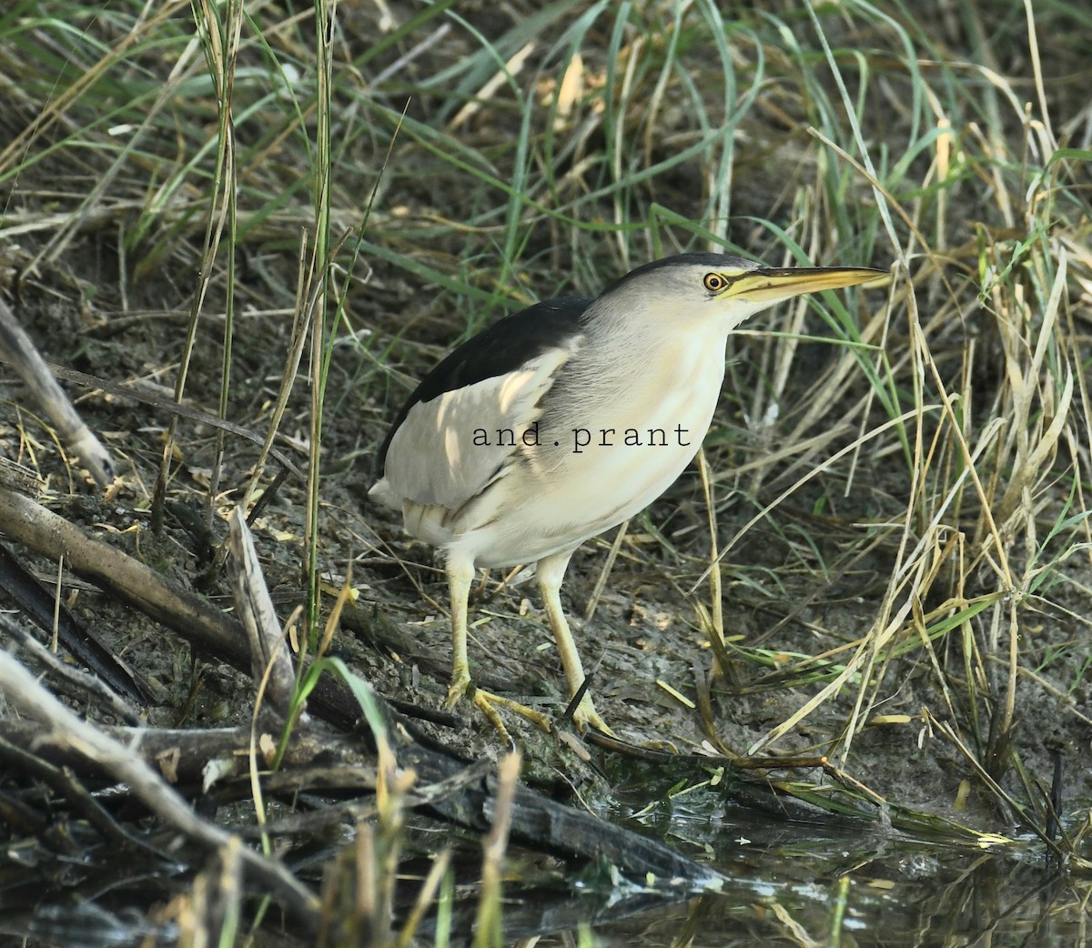 אנפית גמדית - ML273621581