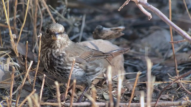 Fox Sparrow - ML273621781