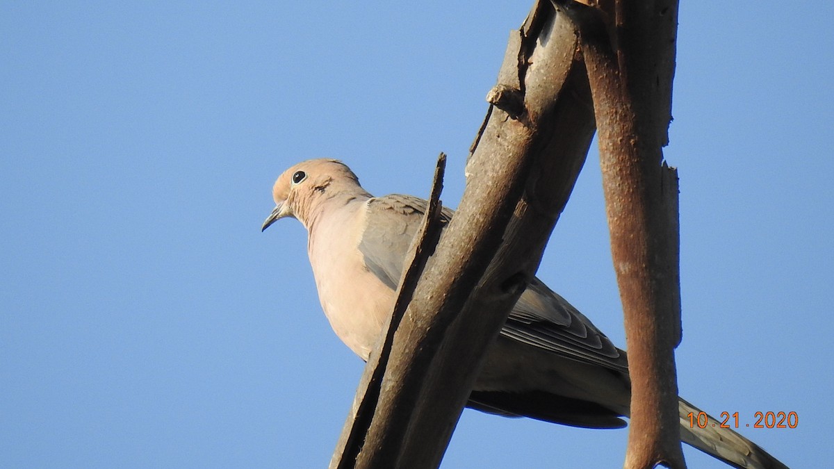 Mourning Dove - Bill Stern