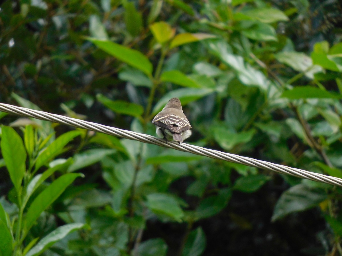 tyranovec východní - ML273622031