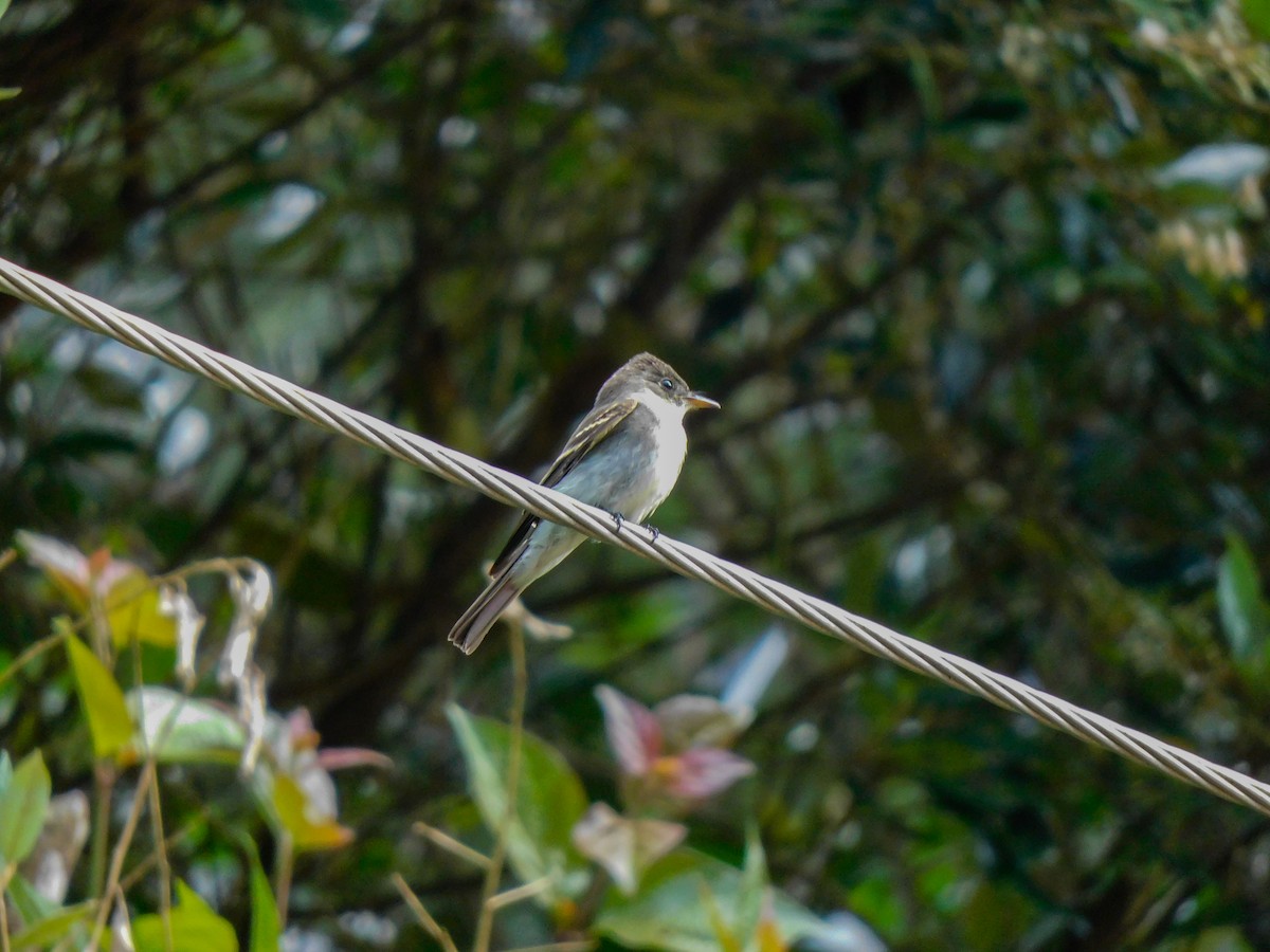 tyranovec východní - ML273622041