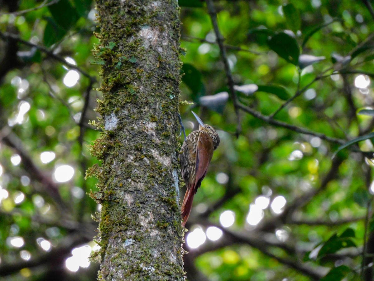 Spot-crowned Woodcreeper - ML273622061