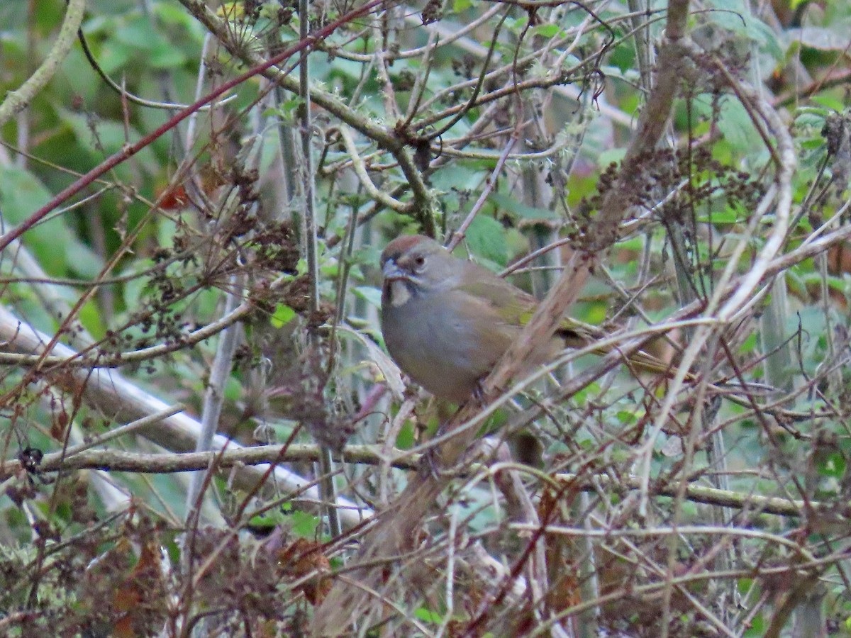 Green-tailed Towhee - ML273622801