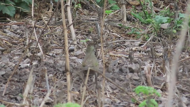 Green-tailed Towhee - ML273622871