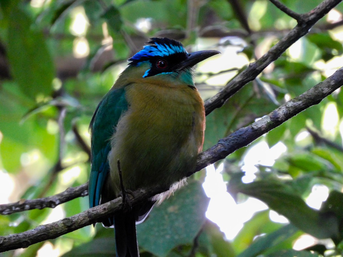 momot diadémový - ML273622911