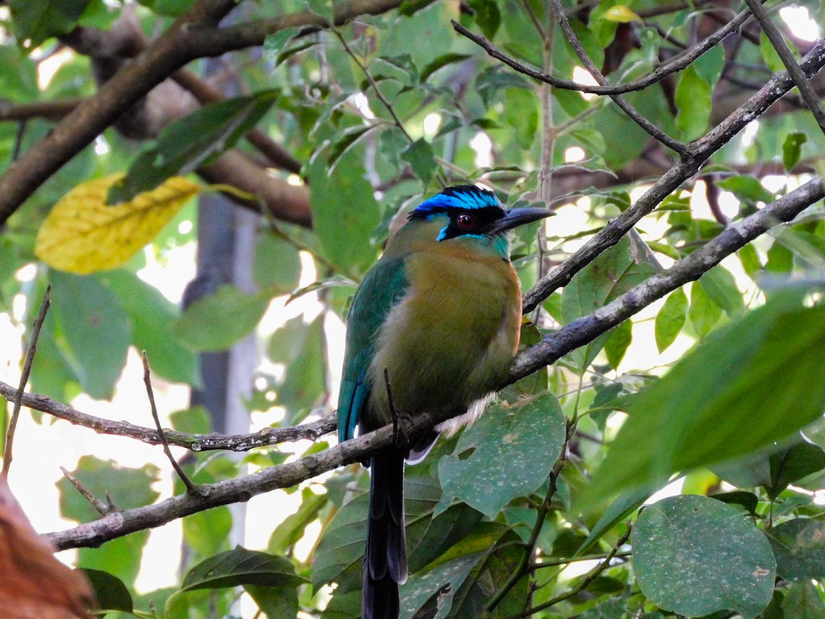 Lesson's Motmot - ML273622921