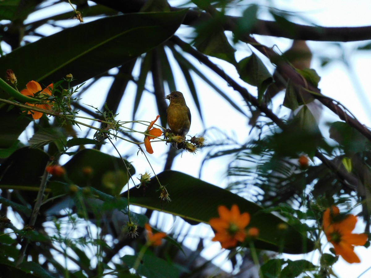 čížek mexický - ML273623251