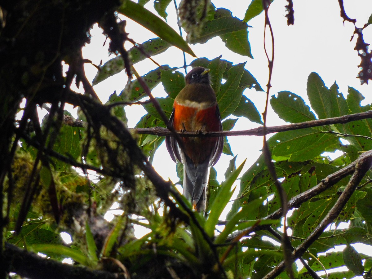 trogon límcový - ML273623681