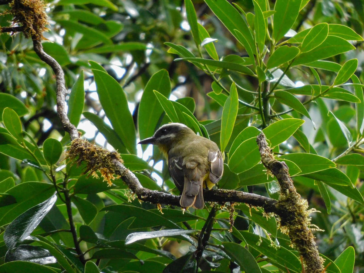 Golden-bellied Flycatcher - ML273623801