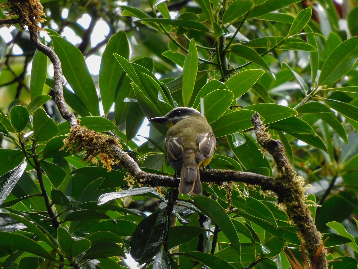 Golden-bellied Flycatcher - ML273623831