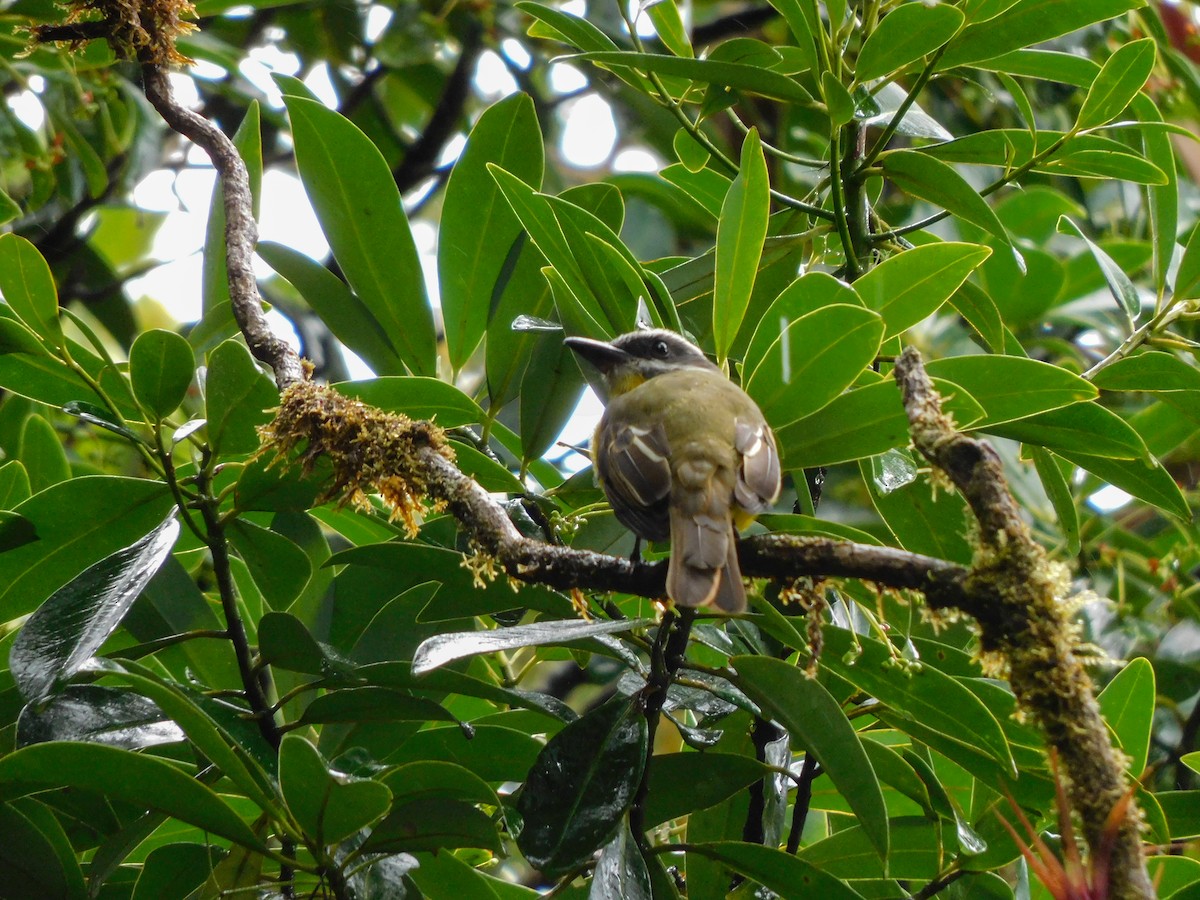 Golden-bellied Flycatcher - ML273623841