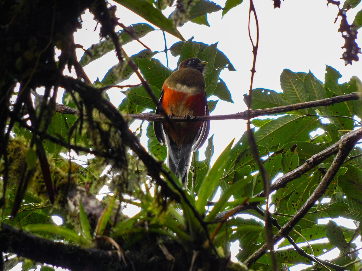 trogon límcový - ML273623861