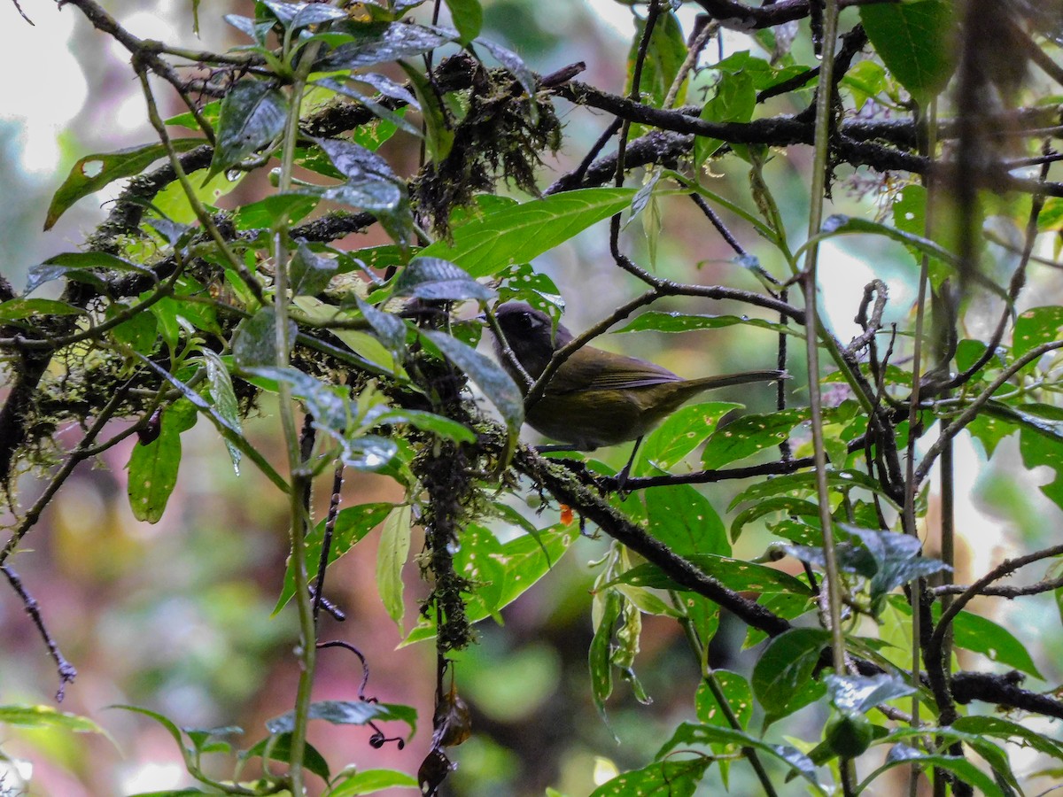 Common Chlorospingus - ML273623881