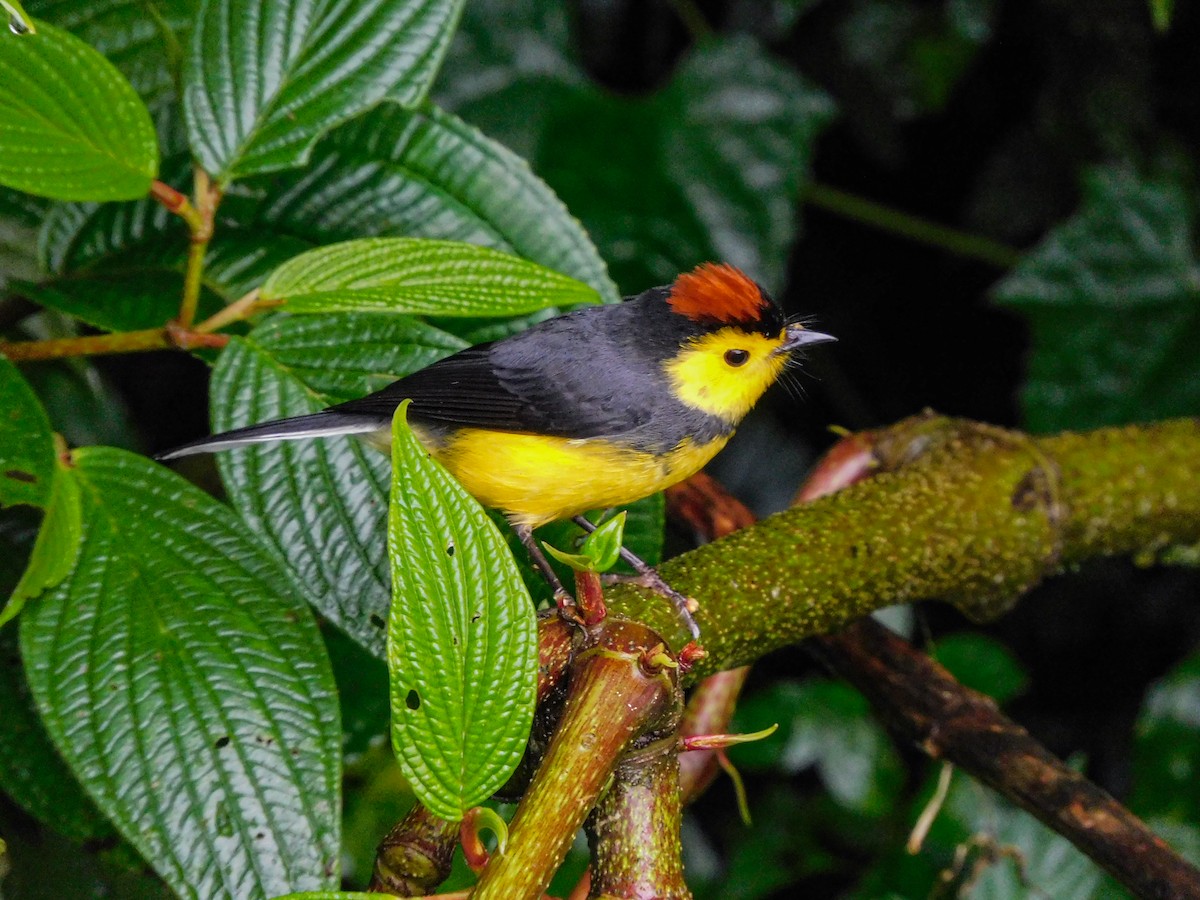 Collared Redstart - ML273623951