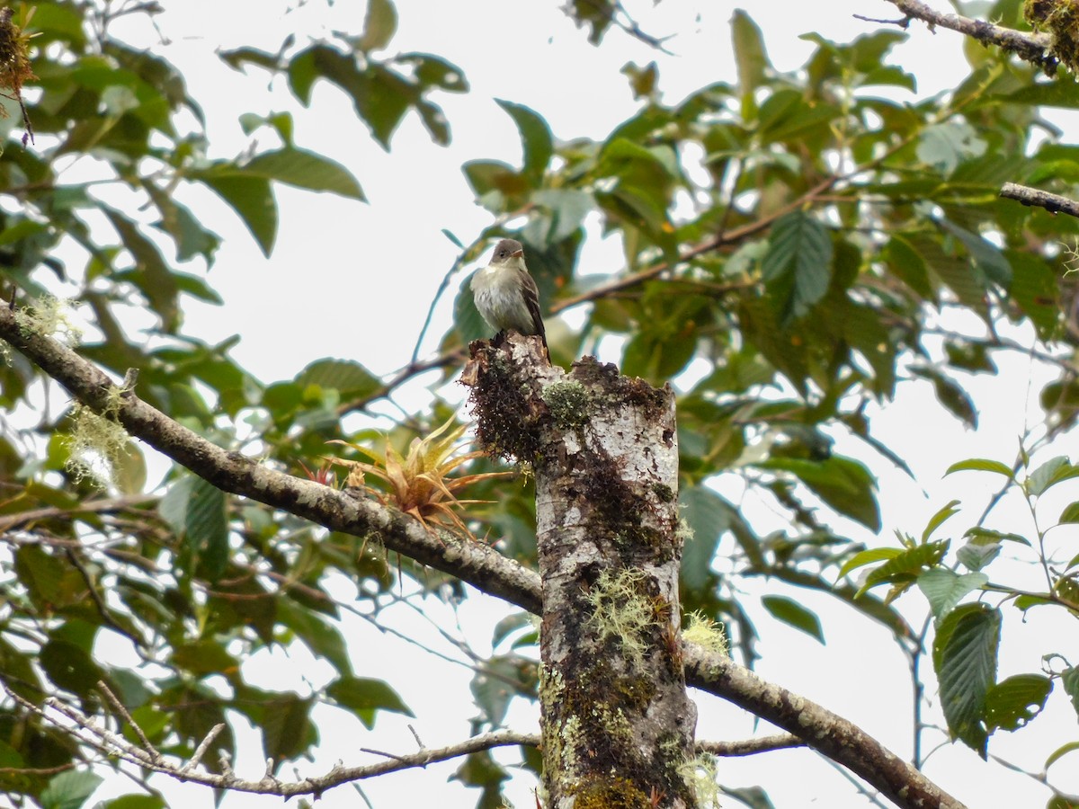 tyranovec východní - ML273623981