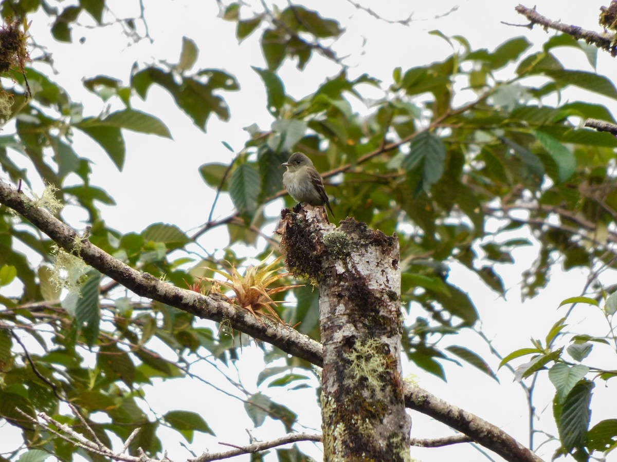 tyranovec východní - ML273624011