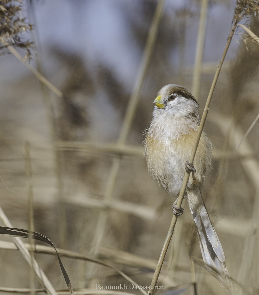 Reed Parrotbill (Northern) - Batmunkh Davaasuren