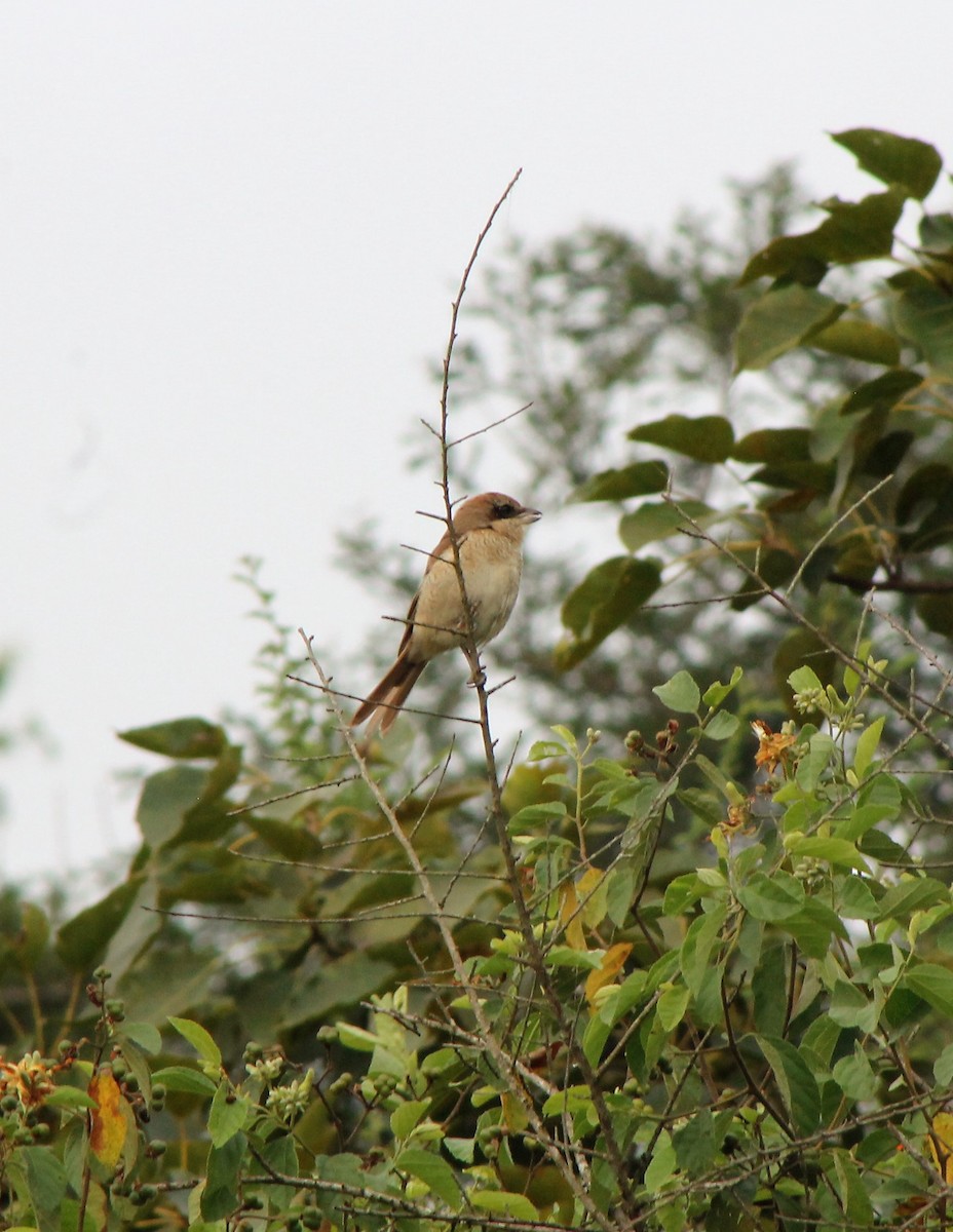 Brown Shrike - ML273626301