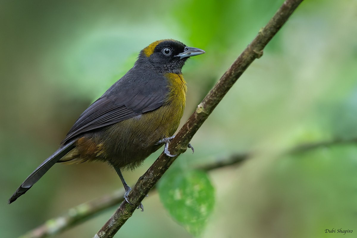 Dusky-faced Tanager - Dubi Shapiro