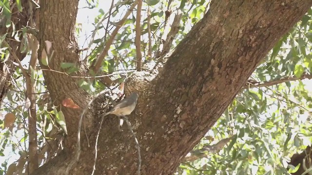 Gray Shrikethrush - ML273629211