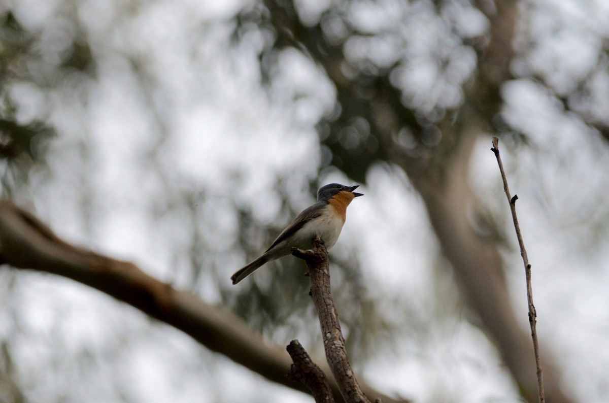 Leaden Flycatcher - Lucas Russell