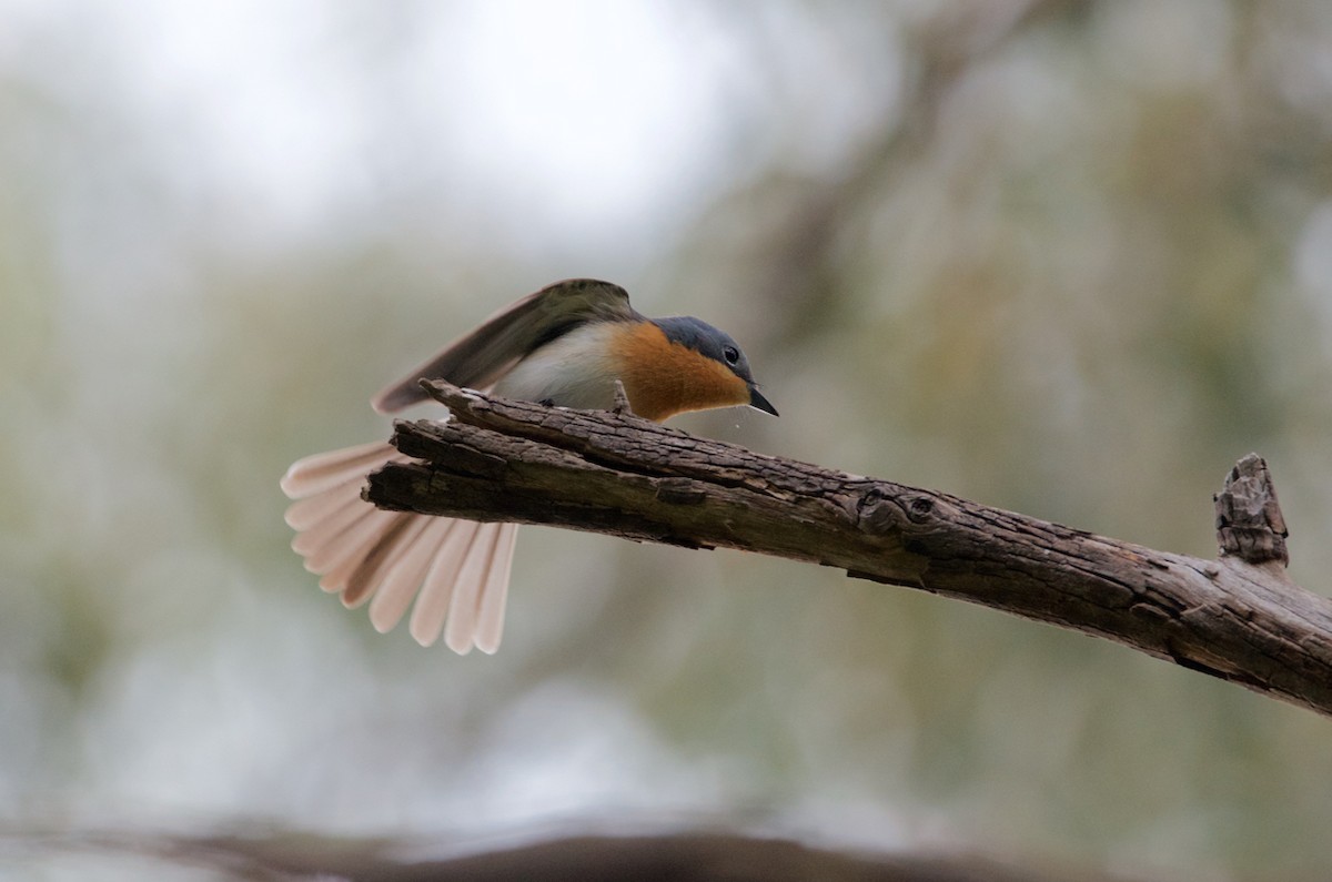 Leaden Flycatcher - Lucas Russell