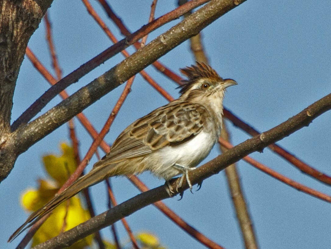 Striped Cuckoo - Chuck Heikkinen