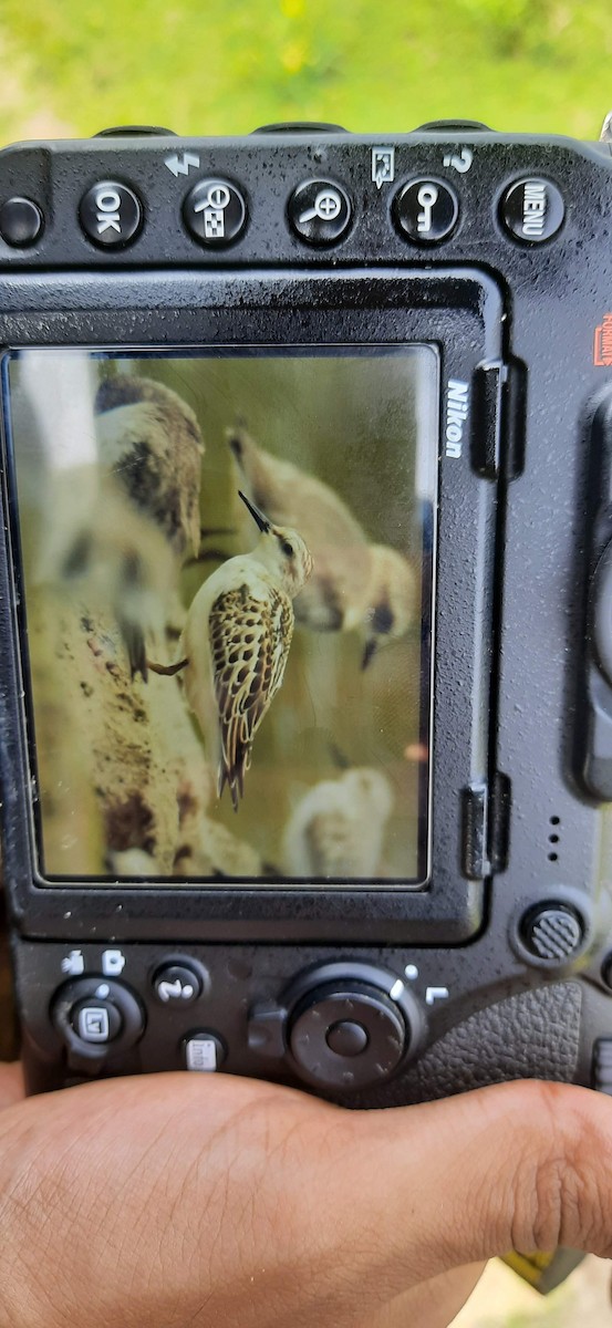 Little Stint - Ganesh Joshi