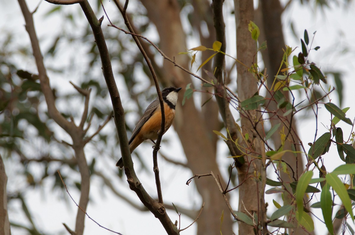 Rufous Whistler - Lucas Russell