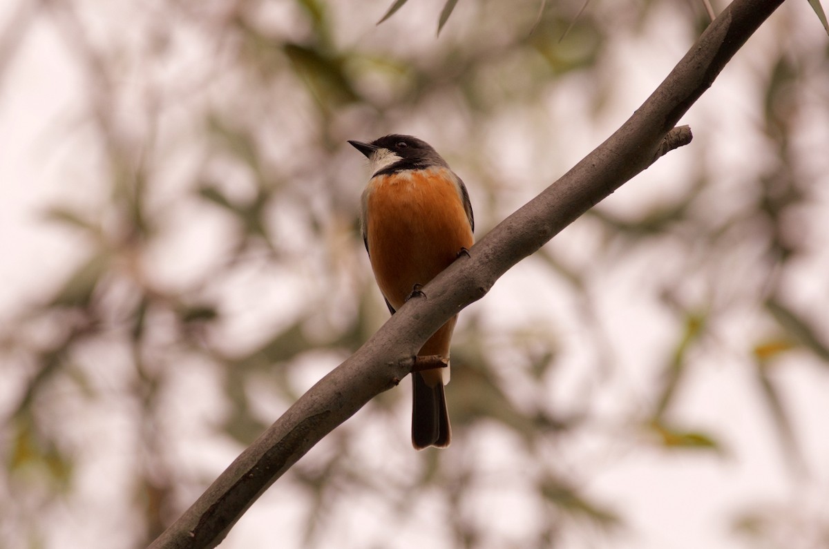 Rufous Whistler - Lucas Russell