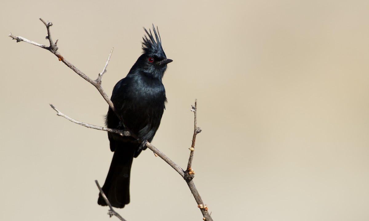 Phainopepla - Brian Sullivan