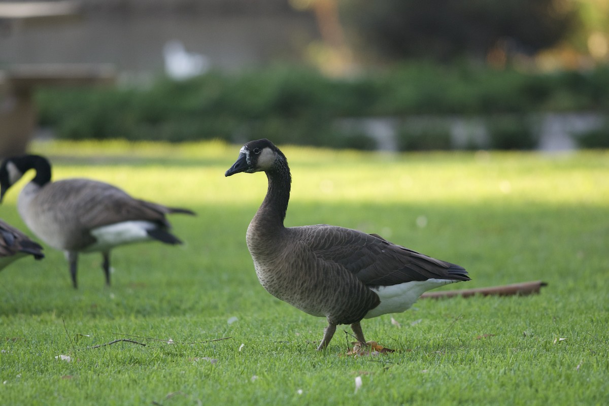 Swan Goose x Canada Goose (hybrid) - ML273632861